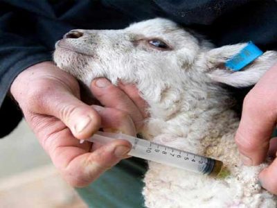 ۴۹ درصد بیماری‌ها بین دام و انسان مشترک است