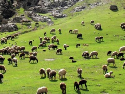 مدیرعامل اتحادیه تعاونی عشایر گفت: ۲۵ درصد گوشت قرمز کشور توسط جامعه عشایر تامین و تولید می‌شود که با تولید قراردادی، این میزان افزایش می‌یابد.