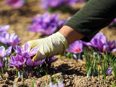 حداقل و حداکثر قیمت طلای سرخ در بازار اعلام شد