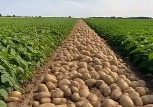 مدل جدید تامین نقدینگی کشاورزان