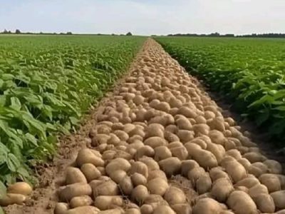 توزیع سیب زمینی ۲۹۵۰۰ تومانی در میادین میوه