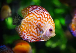 صادرات سالانه بیش از ۲۹۰ میلیون قطعه ماهی زینتی کشور