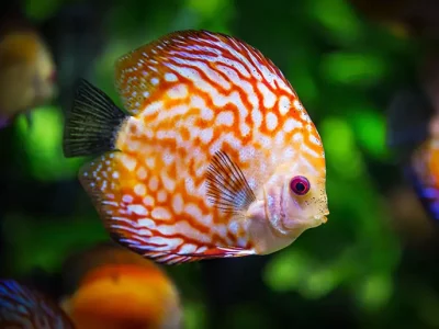 صادرات سالانه بیش از ۲۹۰ میلیون قطعه ماهی زینتی کشور