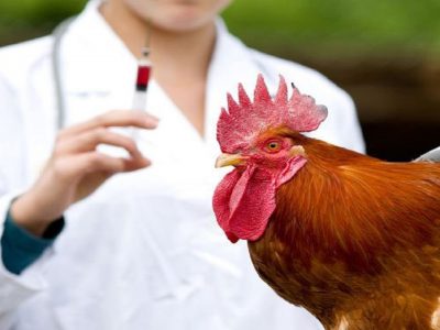 برنامه واکسیناسیون طیور در حال انجام است