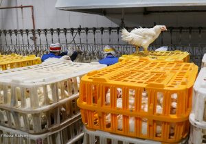 تامین بیش از ۹۰ درصد جوجه مورد نیاز در داخل