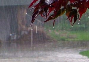 کشت پاییزه در نوار شمالی کشور آغاز شد