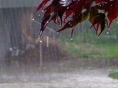 کشت پاییزه در نوار شمالی کشور آغاز شد