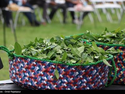 هشدار فعالان صنعت چای درباره واردات مشروط