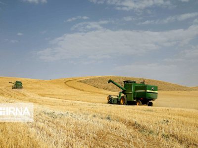 قیمت خرید تضمینی گندم تا پایان هفته اعلام می شود