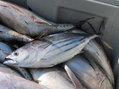 تسهیل واردات تون ماهیان تنها راهکار کنترل قیمت کنسرو ماهی