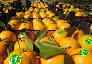 رشد ۳۰۰ درصدی صادرات تعاونی‌های روستایی تا پایان سال