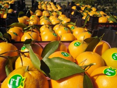 رشد ۳۰۰ درصدی صادرات تعاونی‌های روستایی تا پایان سال