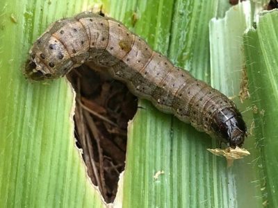 حمله طغیانی آفت به مزارع ذرت و گندم جنوب کرمان