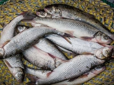 ظرفیت تولید میگو در کشور به ۱۳هزار تن رسید