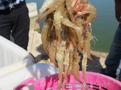 تولید ۱۶۰ هزار تن میگو در برنامه هفتم توسعه کشور