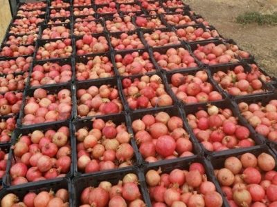 باغداران برای دریافت شناسنامه محصولات خود به سامانه سبک مراجعه کنند