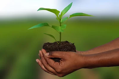 کشاورزان در صورت کشت قراردادی ۲۰ درصد تخفیف بیمه دریافت می‌کنند