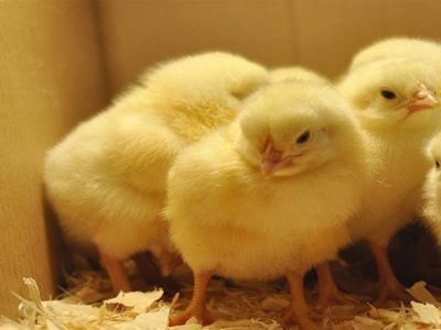 تکذیب پیامک کمبود مرغ به نمایندگان مجلس