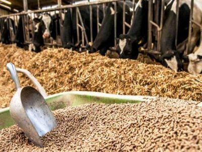 ۵۰ درصد ظرفیت کارخانجات خوراک دام فعال است