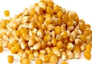 افزایش قیمت خوراک دام و طیور و دانه‌های روغنی در بازارهای جهانی