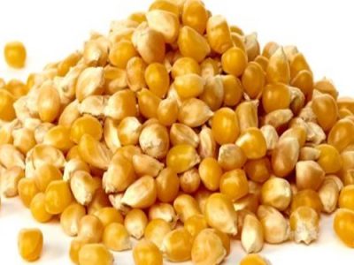 افزایش قیمت خوراک دام و طیور و دانه‌های روغنی در بازارهای جهانی