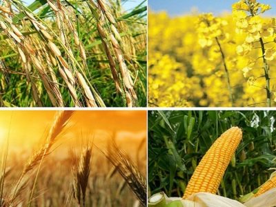 اعلام هرچه سریع‌تر نرخ خرید تضمینی، راهی برای رسیدن به خودکفایی