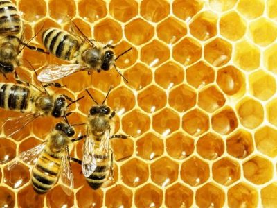 خودکفایی کهگیلویه و بویراحمد در ۳ محصول مهم دامی