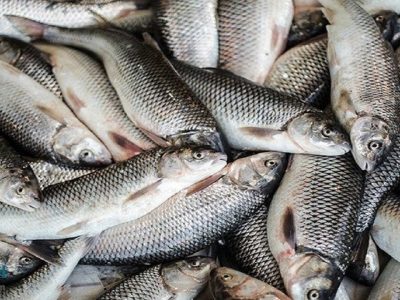 تولید قزل آلا به ۱۲۰ هزار تن می رسد