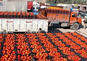 چراغ قرمز قیمت گوجه فرنگی سبز شد