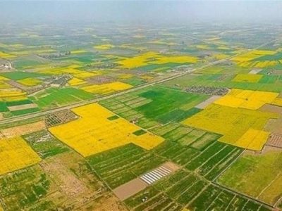 خروجی دانشگاه ها پاسخگوی نیاز بخش کشاورزی نیست