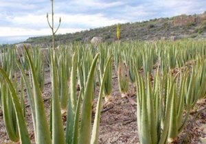 اجرای طرحهای زنجیره سبز و آبی در هرمزگان برای پایدارسازی امنیت غذایی