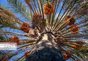 تولید سالانه ۱.۳ میلیون تن خرما در کشور/ ایران سومین تولیدکننده جهان است