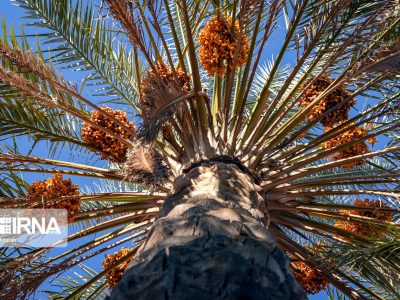 تولید سالانه ۱.۳ میلیون تن خرما در کشور/ ایران سومین تولیدکننده جهان است