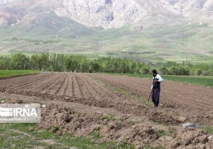 بهرهوری در بخش کشاورزی کشور پایین است