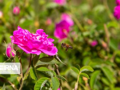 تولید ۴۵۰ هزارتن گیاهان دارویی در سالجاری