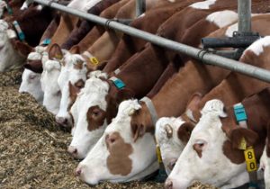 وزیر جهاد کشاورزی طرح توسعه دامداری ۱۱ هزار راسی نظرآباد را افتتاح کرد