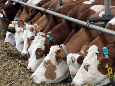 وزیر جهاد کشاورزی طرح توسعه دامداری ۱۱ هزار راسی نظرآباد را افتتاح کرد