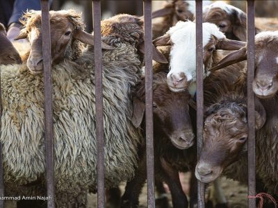 تکمیل زنجیره تولید گوشت قرمز با طرح تولید قراردادی محقق می‌شود