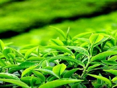 تولید چای خشک به بیش از ۳۳ هزار تن رسید