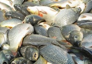 نیازی به واردات محصولات آبزی نداریم