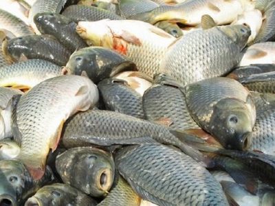 نیازی به واردات محصولات آبزی نداریم