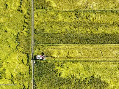با اجرای مصوبه الگوی کشت دیگر خبری از نوسان قیمت و مازاد تولید نیست