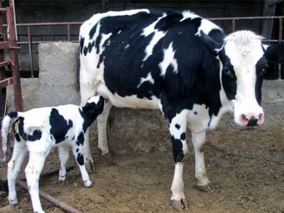 تولد ۳۴۹ هزار گوساله در پاییز