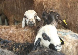 افزایش زایش دام سبک در پاییز امسال/ دام پرواری کاهش یافت