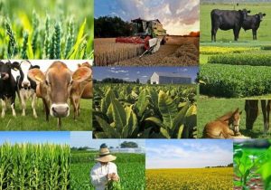 حمایت از تولید در روستاها به یک مطالبه تبدیل شود