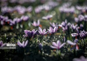 صادرات ۱۵۰ تنی زعفران در ۸ ماهه امسال/ پیش بینی تولید ۲۵۰ تن در سال جاری