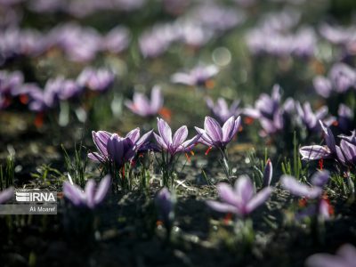 صادرات ۱۵۰ تنی زعفران در ۸ ماهه امسال/ پیش بینی تولید ۲۵۰ تن در سال جاری