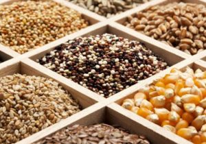 مجموع ارزش بذرهای تولیدی موسسه تحقیقات بالای ۵۰۰ میلیون دلار است