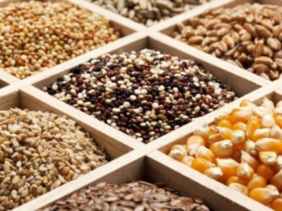 مجموع ارزش بذرهای تولیدی موسسه تحقیقات بالای ۵۰۰ میلیون دلار است