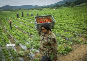 ۲۸۰ شغل کشاورزی، روستایی و عشایری تحت پوشش بیمه است